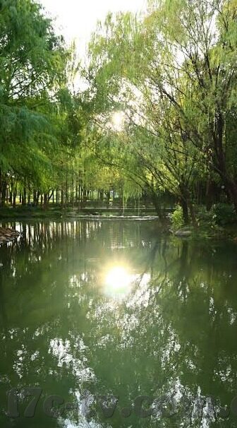 糖心vlog 在线-沉浸在糖心Vlog的在线世界，探索生活点滴的情感温度